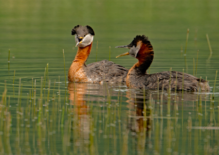 Red Necked Grebes Displaying 5