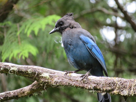 Morning Stellar Jay