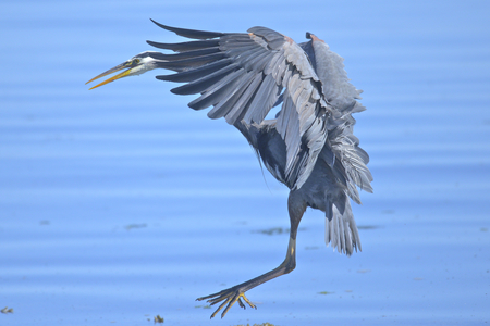 dancing heron