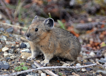 A Pika on the KVR Trail.