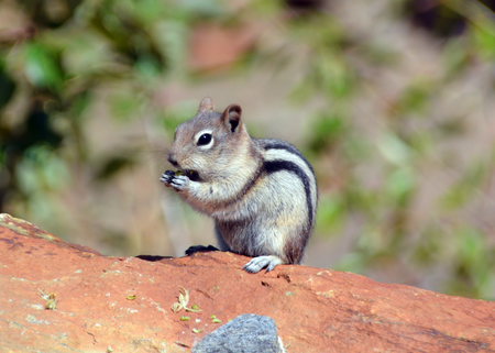 Hungry Ground Squirrel