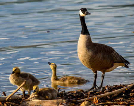 Canada Goose and Goslings