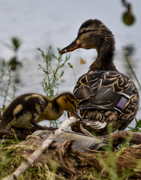 Mother Duck and Duckling