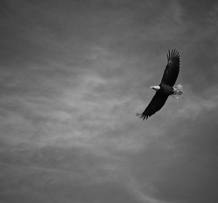 eagle in flight