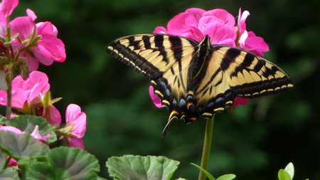 Butterfly in Central Park Burnaby