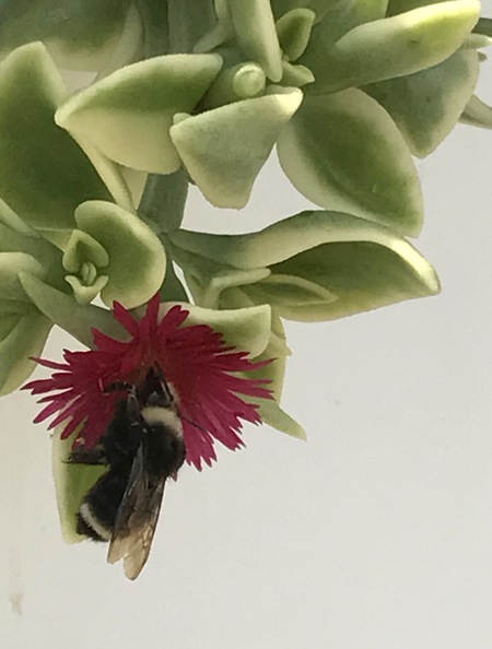Bee on Succulent