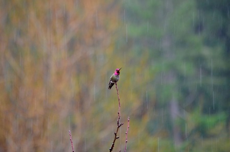 Ernest Hummingbird