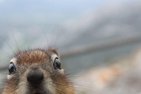 Ground squirrel, up close and personal