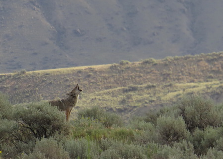 Coyote's Good Morning