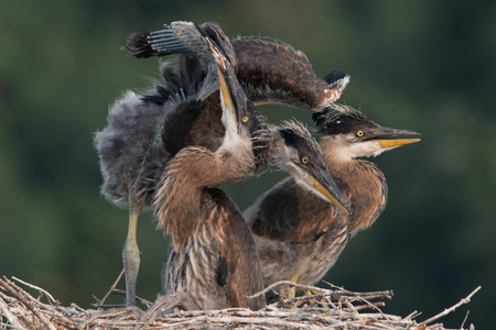 Heron babies