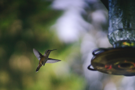 Flying Hummingbird