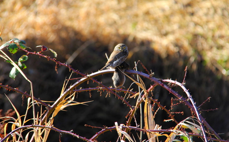 Pygmy Owl