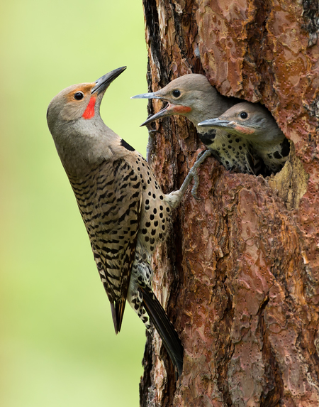 Northern Flicker Nest