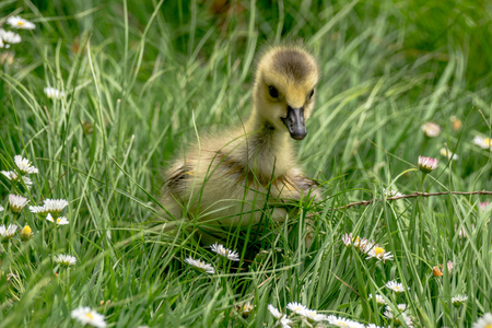 The Gosling and the Daisies