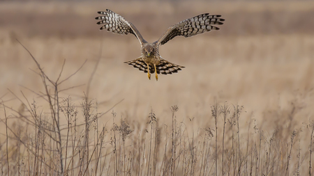 Northern Harrier