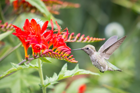 Hummingbird - Rose Garden