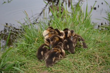 Cozy Ducklings