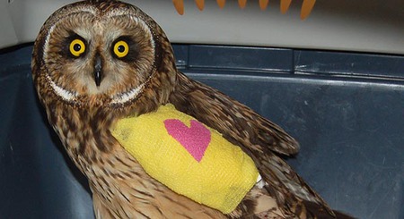 Injured Owl at Wild ARC
