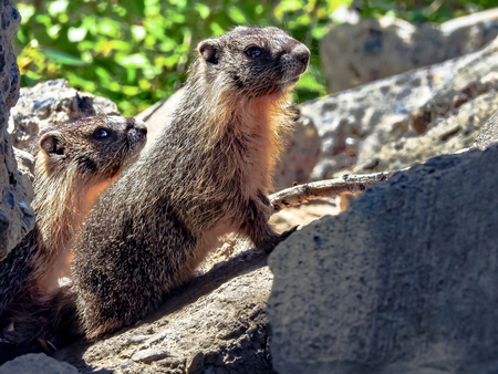 Double Curiosity