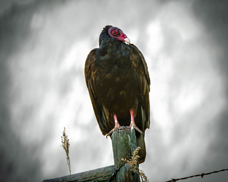 A Morning Turkey Vulture
