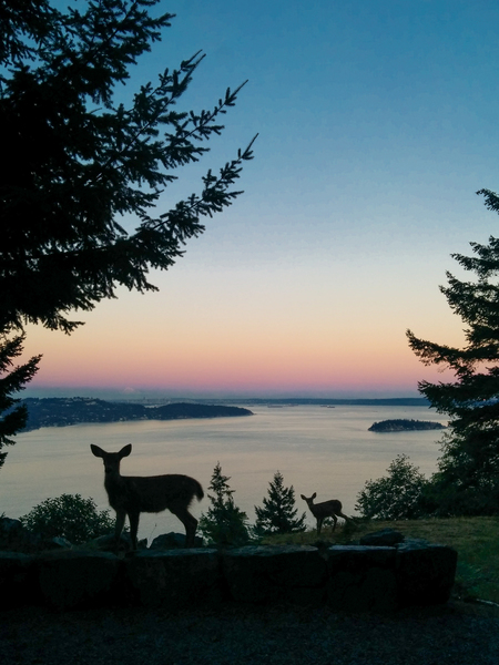 Doe with Fawn at Dusk