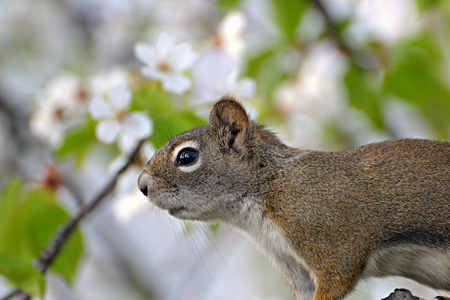 red squirrel