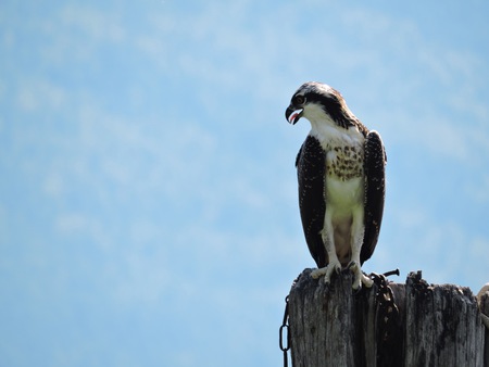 Osprey fishing for lunch