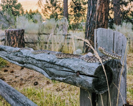 Gopher Snake's Viewpoint