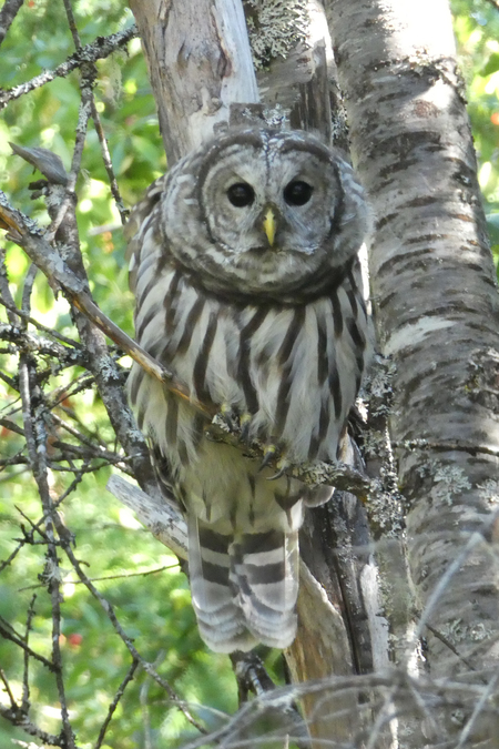 Barred Owl