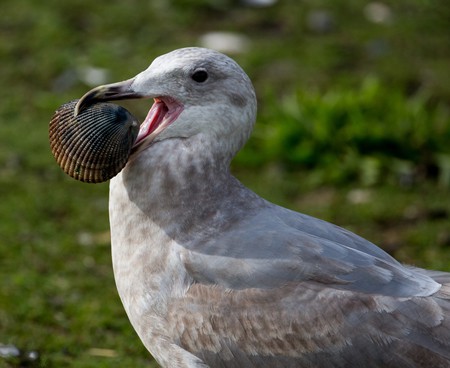 Gull With Shell