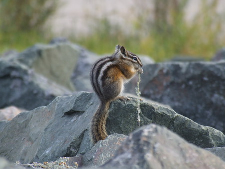 Chomping Chipmonk