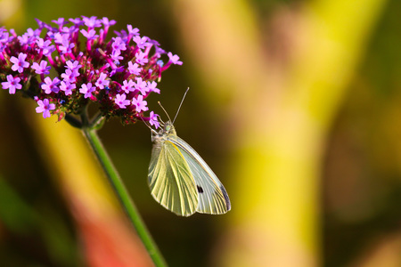 white butterfly