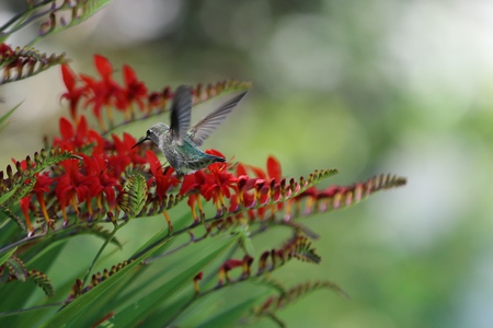 Hummingbird haven!