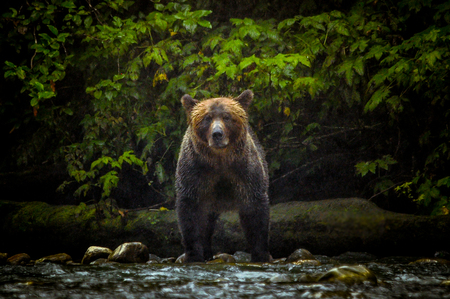 Female Grizzly