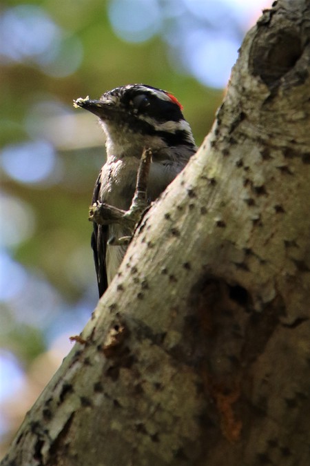 The Woodworker