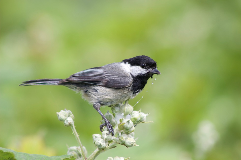 Vote for Wet Your Beak WildlifeInFocus