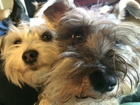 Ditto and Scruffy