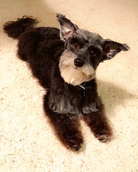 Lacey
