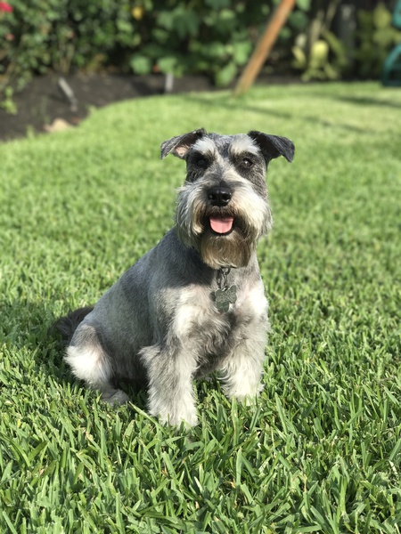 Angus