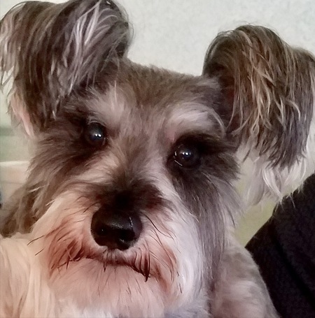 Ziggy