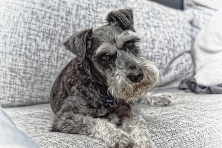 Fritz