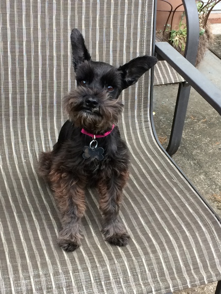 Cici 