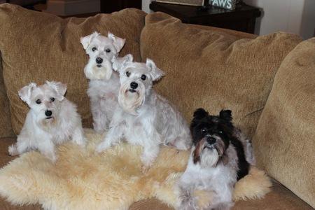 Lexi, Sydney and Charlie
