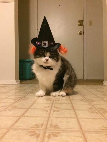 Arya