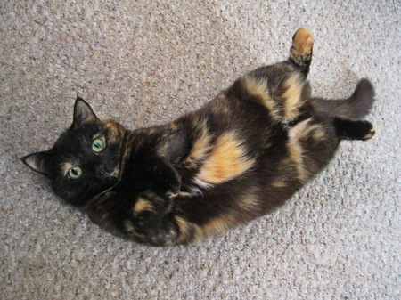 Missy
