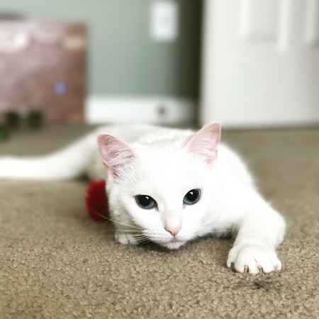 Diva