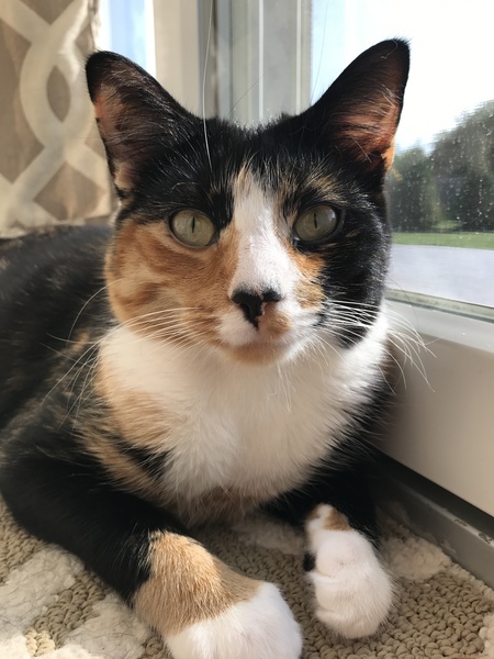 Callie