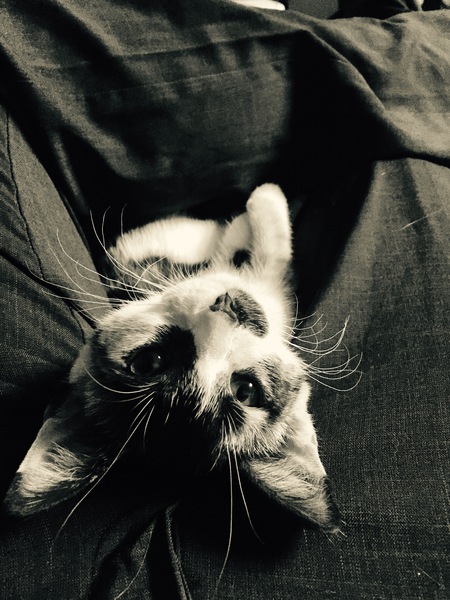 Chaplin