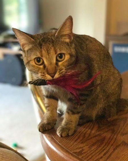 Jinx