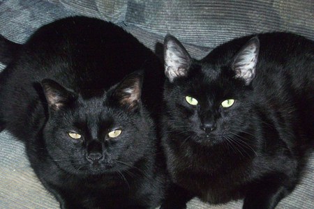 Salem and Zeus 